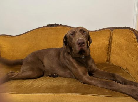 Los Angeles Pet Adoption Center Best Friends Animal Society Save Them All